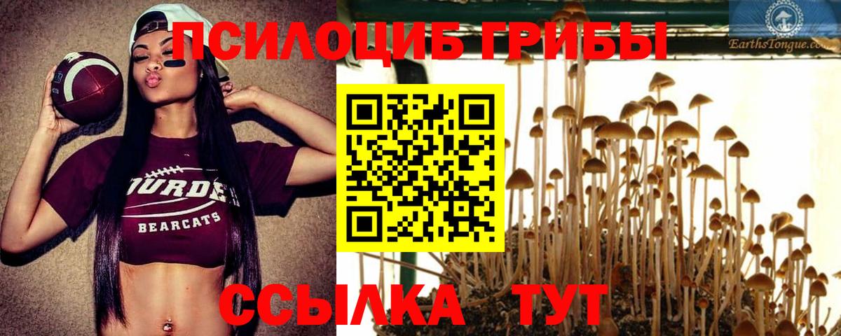 наркота  Псилоцибиновые грибы Psilocybe  Вход с VPN  Кимовск 